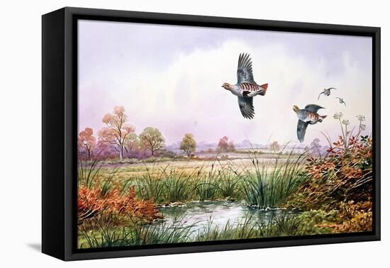 Partridge in Flight-Carl Donner-Framed Stretched Canvas