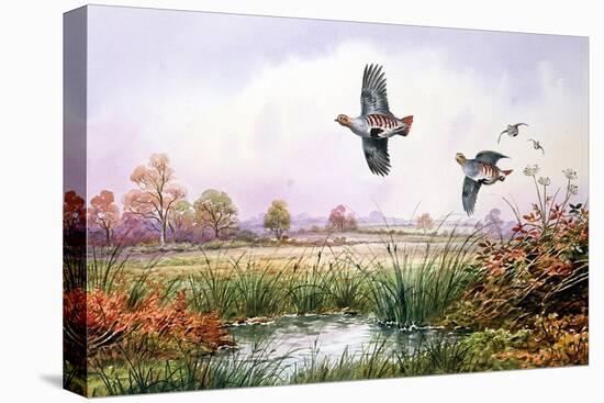 Partridge in Flight-Carl Donner-Stretched Canvas