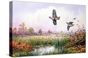 Partridge in Flight-Carl Donner-Stretched Canvas