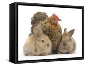 Partridge Pekin Bantam and Baby Lionhead Cross Rabbits-Mark Taylor-Framed Stretched Canvas