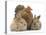 Partridge Pekin Bantam and Baby Lionhead Cross Rabbits-Mark Taylor-Stretched Canvas