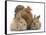 Partridge Pekin Bantam and Baby Lionhead Cross Rabbits-Mark Taylor-Framed Stretched Canvas