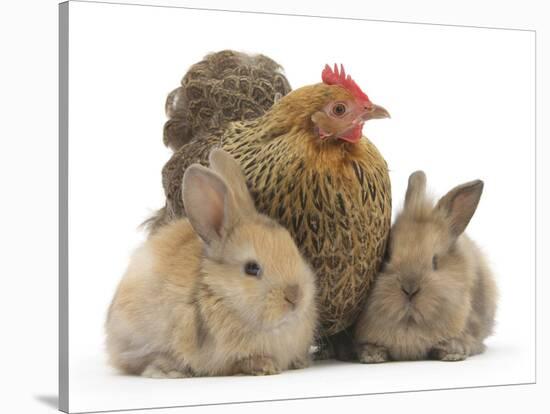 Partridge Pekin Bantam and Baby Lionhead Cross Rabbits-Mark Taylor-Stretched Canvas