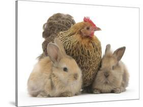 Partridge Pekin Bantam and Baby Lionhead Cross Rabbits-Mark Taylor-Stretched Canvas