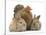 Partridge Pekin Bantam and Baby Lionhead Cross Rabbits-Mark Taylor-Stretched Canvas