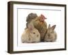 Partridge Pekin Bantam and Baby Lionhead Cross Rabbits-Mark Taylor-Framed Photographic Print