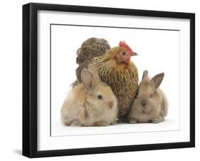 Partridge Pekin Bantam and Baby Lionhead Cross Rabbits-Mark Taylor-Framed Photographic Print