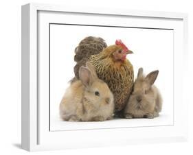 Partridge Pekin Bantam and Baby Lionhead Cross Rabbits-Mark Taylor-Framed Photographic Print