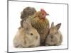 Partridge Pekin Bantam and Baby Lionhead Cross Rabbits-Mark Taylor-Mounted Photographic Print