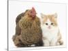 Partridge Pekin Bantam with Ginger-And-White Kitten-Mark Taylor-Stretched Canvas