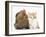 Partridge Pekin Bantam with Ginger-And-White Kitten-Mark Taylor-Framed Premium Photographic Print