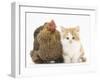 Partridge Pekin Bantam with Ginger-And-White Kitten-Mark Taylor-Framed Premium Photographic Print