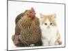 Partridge Pekin Bantam with Ginger-And-White Kitten-Mark Taylor-Mounted Premium Photographic Print