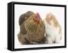 Partridge Pekin Bantam with Ginger-And-White Kitten-Mark Taylor-Framed Stretched Canvas