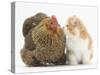 Partridge Pekin Bantam with Ginger-And-White Kitten-Mark Taylor-Stretched Canvas