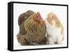 Partridge Pekin Bantam with Ginger-And-White Kitten-Mark Taylor-Framed Stretched Canvas