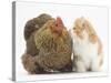 Partridge Pekin Bantam with Ginger-And-White Kitten-Mark Taylor-Stretched Canvas