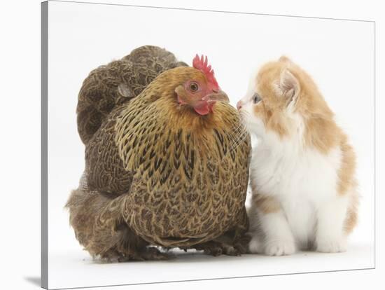 Partridge Pekin Bantam with Ginger-And-White Kitten-Mark Taylor-Stretched Canvas