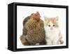 Partridge Pekin Bantam with Ginger-And-White Kitten-Mark Taylor-Framed Stretched Canvas