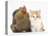 Partridge Pekin Bantam with Ginger-And-White Kitten-Mark Taylor-Stretched Canvas