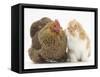 Partridge Pekin Bantam with Ginger-And-White Kitten-Mark Taylor-Framed Stretched Canvas