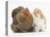 Partridge Pekin Bantam with Ginger-And-White Kitten-Mark Taylor-Stretched Canvas