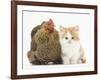 Partridge Pekin Bantam with Ginger-And-White Kitten-Mark Taylor-Framed Photographic Print