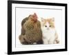 Partridge Pekin Bantam with Ginger-And-White Kitten-Mark Taylor-Framed Photographic Print