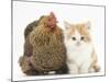 Partridge Pekin Bantam with Ginger-And-White Kitten-Mark Taylor-Mounted Photographic Print