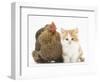 Partridge Pekin Bantam with Ginger-And-White Kitten-Mark Taylor-Framed Photographic Print