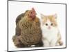 Partridge Pekin Bantam with Ginger-And-White Kitten-Mark Taylor-Mounted Photographic Print