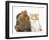 Partridge Pekin Bantam with Ginger-And-White Kitten-Mark Taylor-Framed Photographic Print