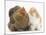 Partridge Pekin Bantam with Ginger-And-White Kitten-Mark Taylor-Mounted Photographic Print