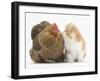 Partridge Pekin Bantam with Ginger-And-White Kitten-Mark Taylor-Framed Photographic Print