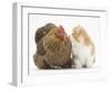 Partridge Pekin Bantam with Ginger-And-White Kitten-Mark Taylor-Framed Photographic Print