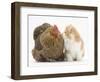 Partridge Pekin Bantam with Ginger-And-White Kitten-Mark Taylor-Framed Photographic Print