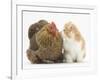 Partridge Pekin Bantam with Ginger-And-White Kitten-Mark Taylor-Framed Photographic Print