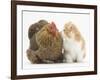 Partridge Pekin Bantam with Ginger-And-White Kitten-Mark Taylor-Framed Photographic Print