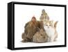 Partridge Pekin Bantam with Kitten, Sandy Netherland Dwarf-Cross and Baby Lionhead-Cross Rabbit-Mark Taylor-Framed Stretched Canvas