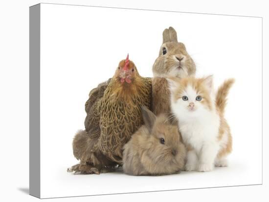 Partridge Pekin Bantam with Kitten, Sandy Netherland Dwarf-Cross and Baby Lionhead-Cross Rabbit-Mark Taylor-Stretched Canvas