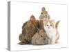 Partridge Pekin Bantam with Kitten, Sandy Netherland Dwarf-Cross and Baby Lionhead-Cross Rabbit-Mark Taylor-Stretched Canvas