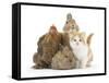 Partridge Pekin Bantam with Kitten, Sandy Netherland Dwarf-Cross and Baby Lionhead-Cross Rabbit-Mark Taylor-Framed Stretched Canvas