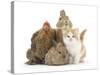 Partridge Pekin Bantam with Kitten, Sandy Netherland Dwarf-Cross and Baby Lionhead-Cross Rabbit-Mark Taylor-Stretched Canvas