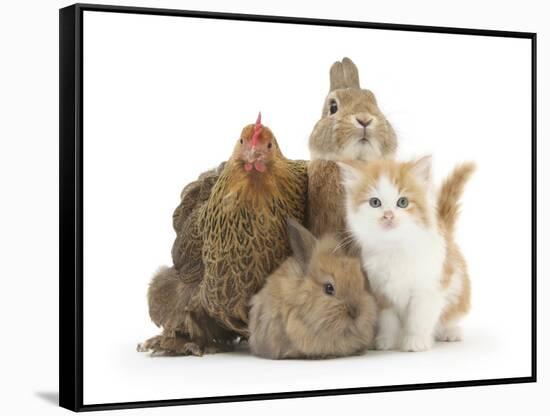 Partridge Pekin Bantam with Kitten, Sandy Netherland Dwarf-Cross and Baby Lionhead-Cross Rabbit-Mark Taylor-Framed Stretched Canvas