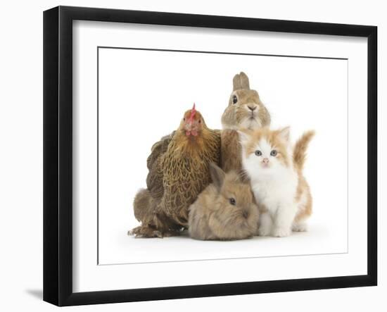 Partridge Pekin Bantam with Kitten, Sandy Netherland Dwarf-Cross and Baby Lionhead-Cross Rabbit-Mark Taylor-Framed Premium Photographic Print