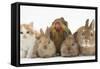 Partridge Pekin Bantam with Kitten, Sandy Netherland Dwarf-Cross and Baby Lionhead-Cross Rabbit-Mark Taylor-Framed Stretched Canvas
