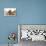 Partridge Pekin Bantam with Kitten, Sandy Netherland Dwarf-Cross and Baby Lionhead-Cross Rabbit-Mark Taylor-Stretched Canvas displayed on a wall