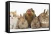 Partridge Pekin Bantam with Kitten, Sandy Netherland Dwarf-Cross and Baby Lionhead-Cross Rabbit-Mark Taylor-Framed Stretched Canvas