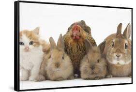 Partridge Pekin Bantam with Kitten, Sandy Netherland Dwarf-Cross and Baby Lionhead-Cross Rabbit-Mark Taylor-Framed Stretched Canvas