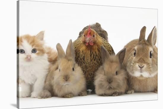 Partridge Pekin Bantam with Kitten, Sandy Netherland Dwarf-Cross and Baby Lionhead-Cross Rabbit-Mark Taylor-Stretched Canvas